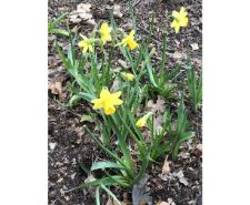 Spring-Daffodils-e1535138440468.jpg