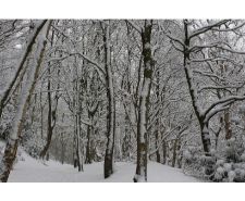 frodsham-hill-woodland-snow-scene-england-cheshire-2014-winter.jpg